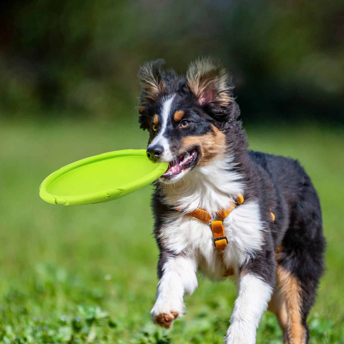 Durable Rubber Floating Flying Disc Dog Toy for Water Play