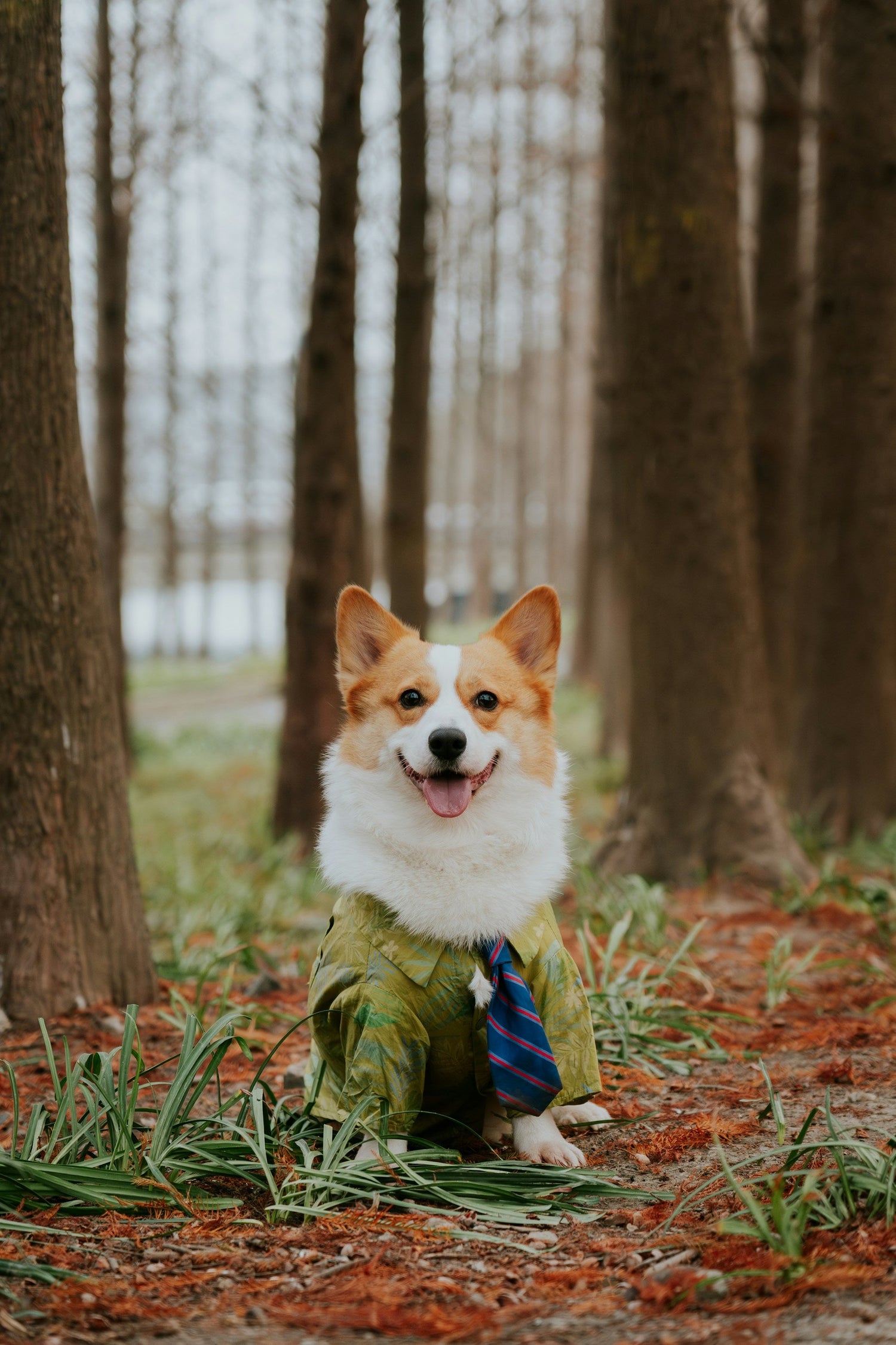 Pet Apparel