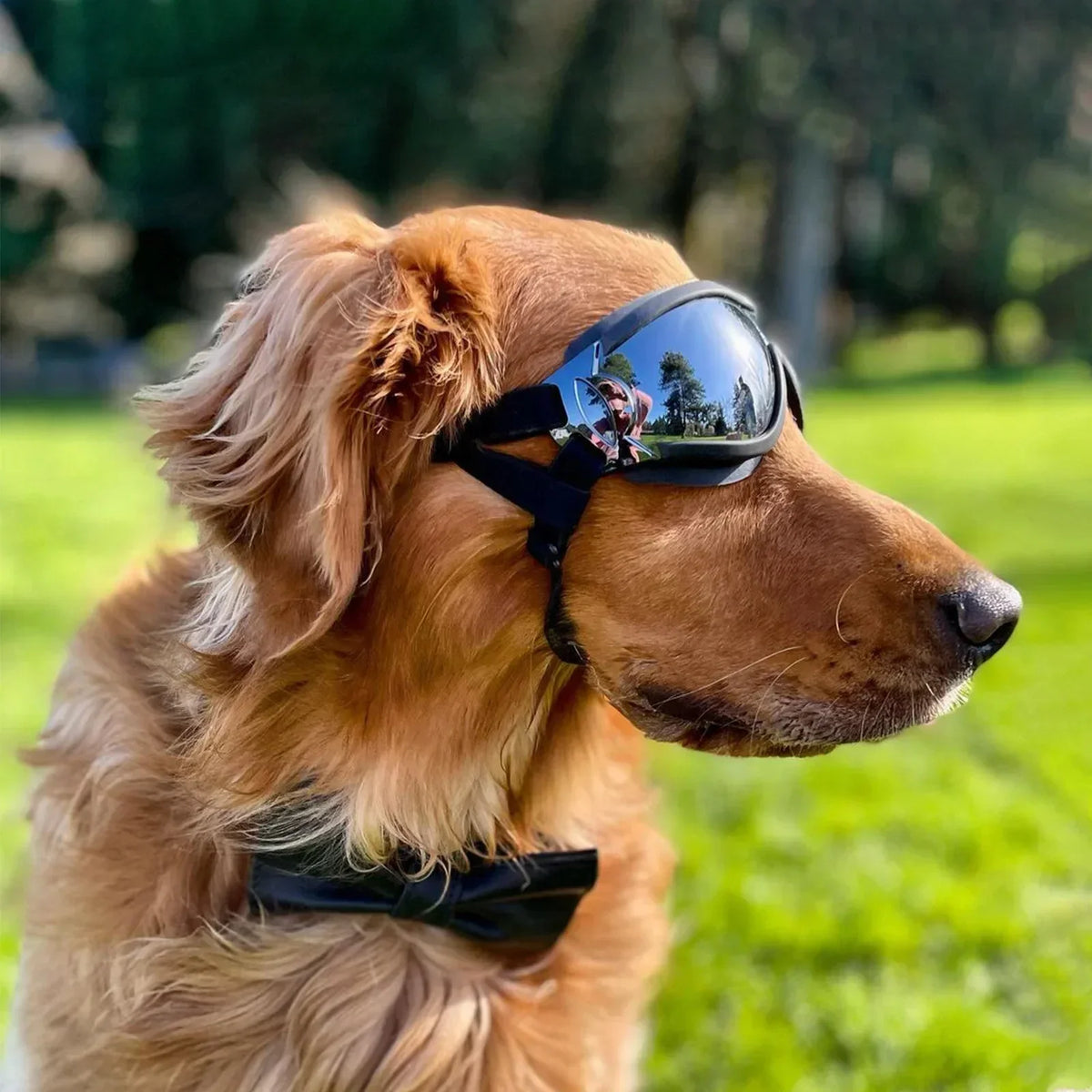 Adjustable Anti UV Windproof Dog Goggles with Dual Straps