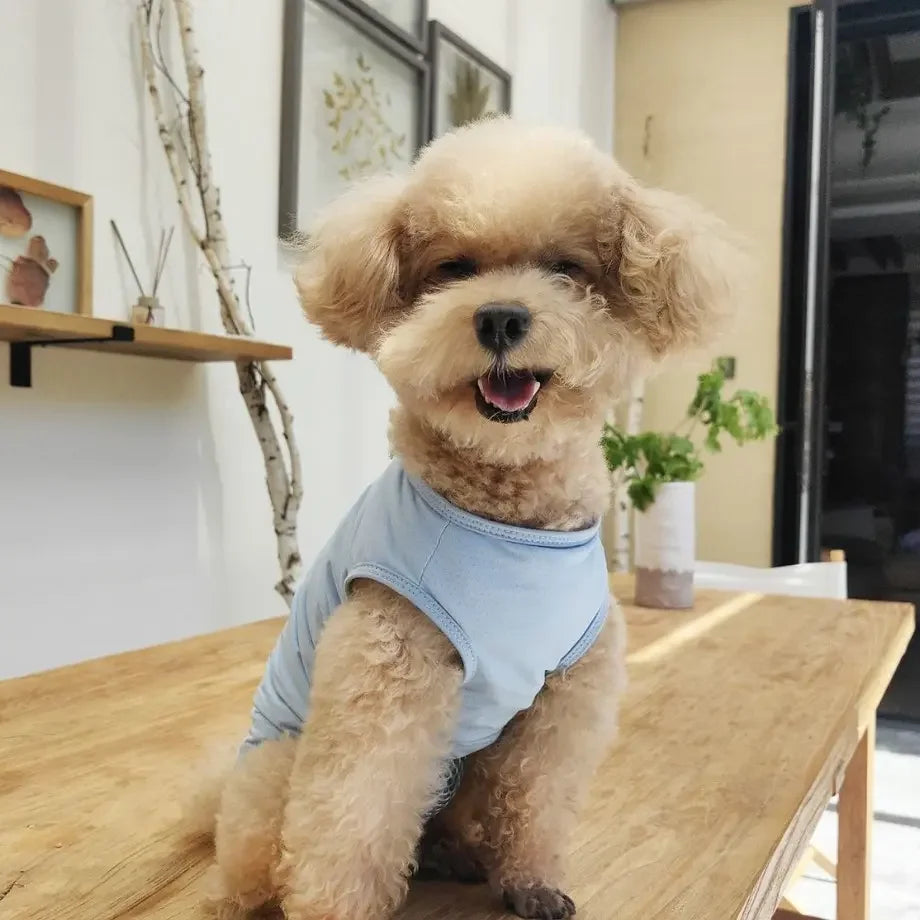 Breathable Dog Recovery Suit For Post Surgery Anti Licking Protection