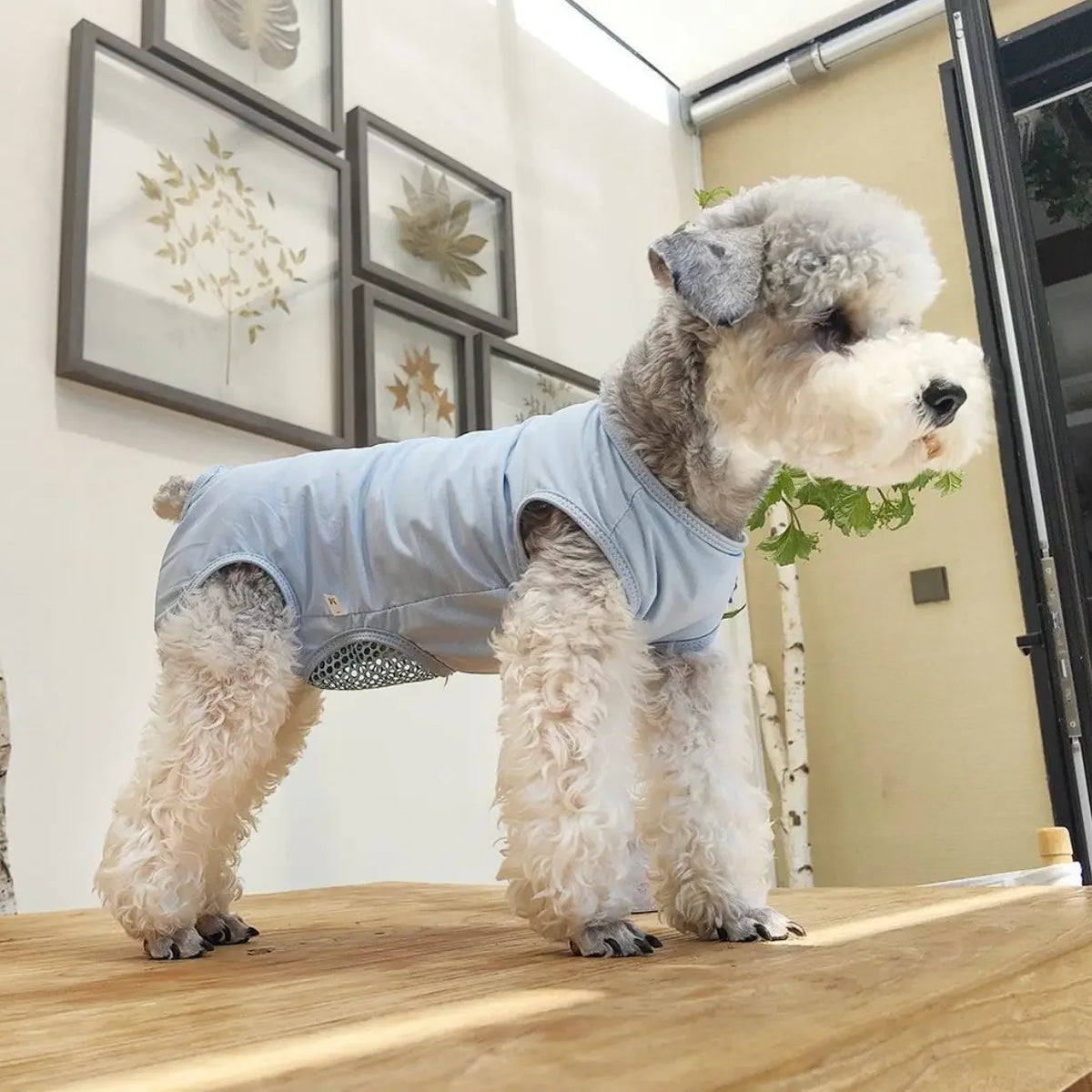 Breathable Dog Recovery Suit For Post Surgery Anti Licking Protection